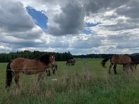 Starke Pferde auf der Weide