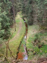 Eisenhaltiges Wasser im Steinbach
