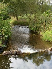 Trieb in Altmannsgr&uuml;n